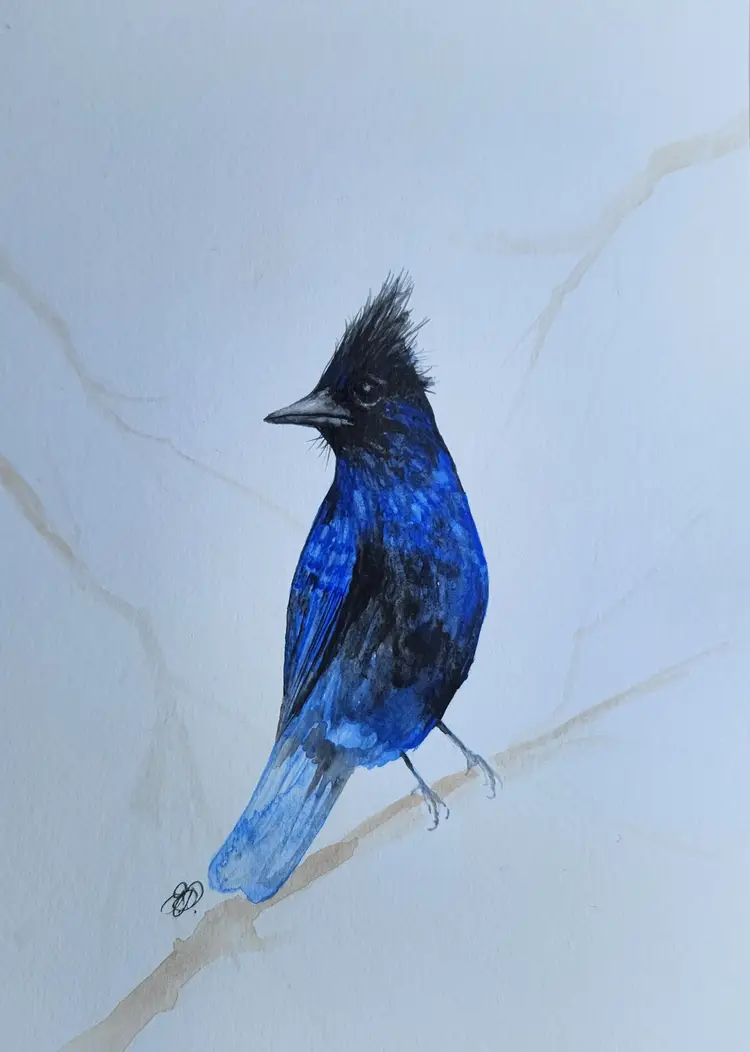 Stellar's Jay Original Watercolor Painting Signed By The Artist 5x7 Free Shipping