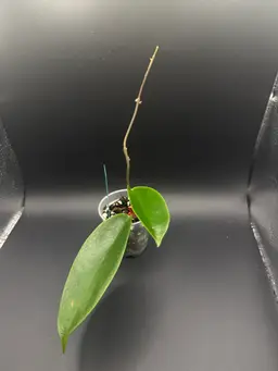 Hoya Pubicalyx sp ‘Baggo’