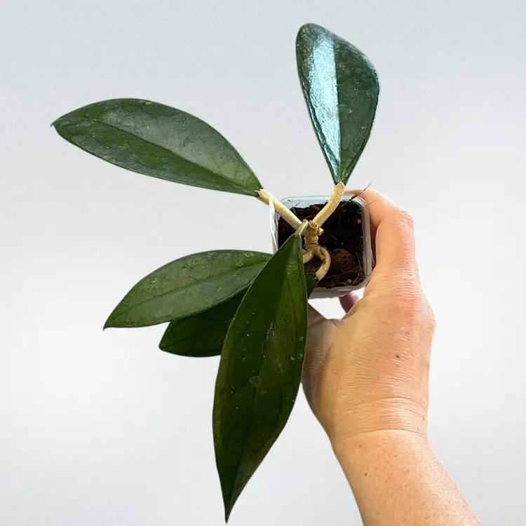 Hoya ‘Jennifer’ x unk