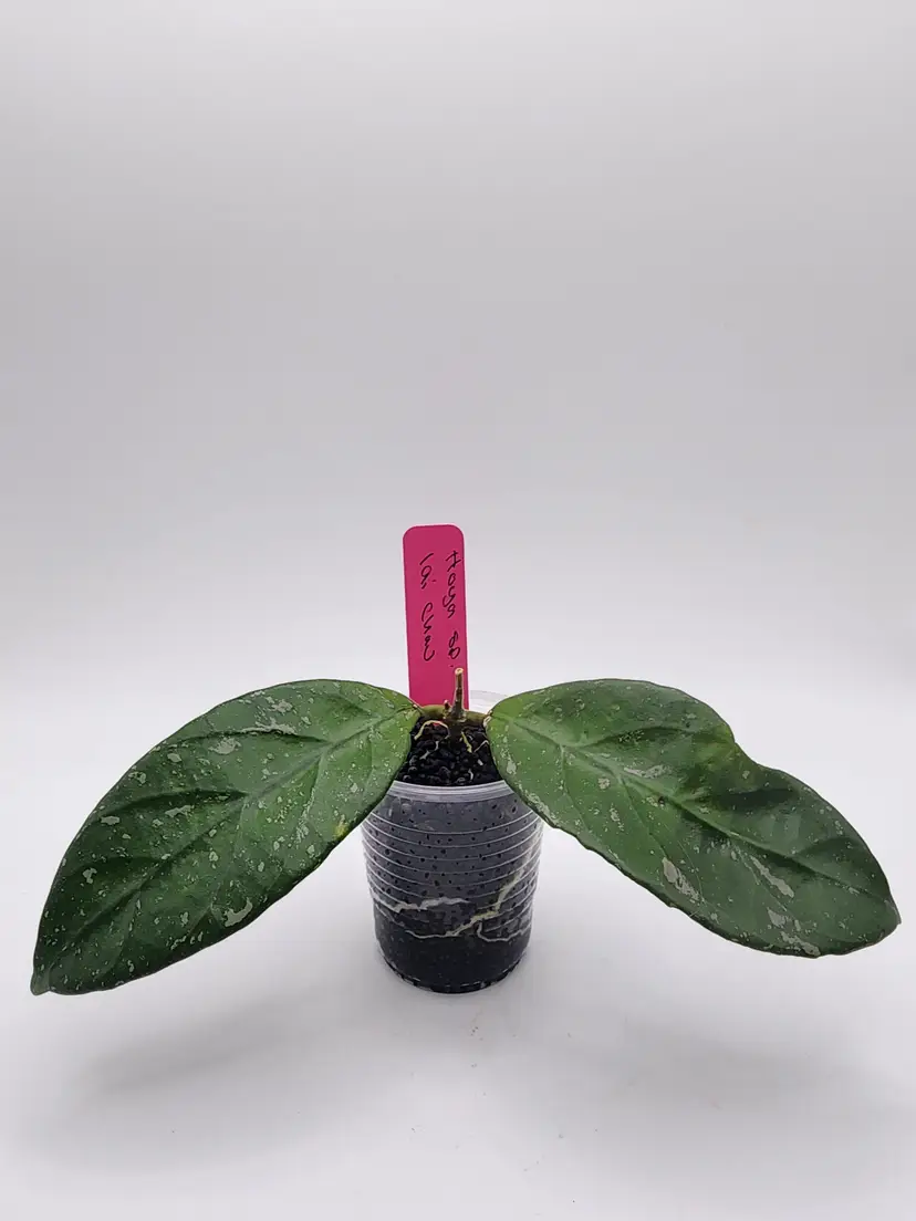 Hoya sp. Lai Chau