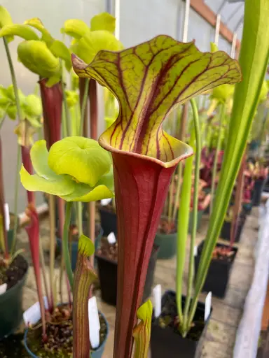 Pitcher Plant Pop Up Live