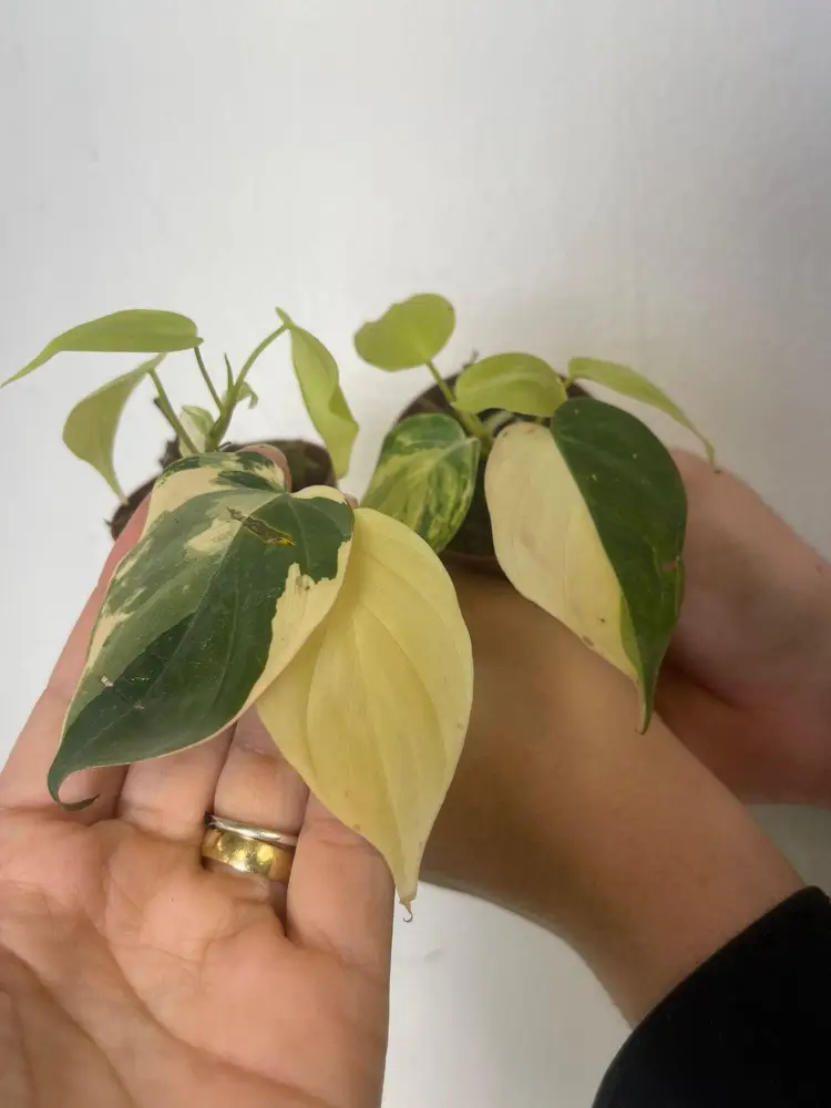 Philodendron micans variegated Aurea 3”