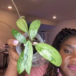 Hoya verticillata PMP 171