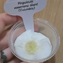 Pinguicula esseriana Giant (Columbia)