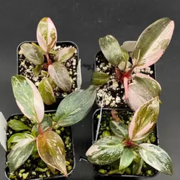 123D - GC - Philodendron ‘Pink Princess Galaxy’ Grown TC