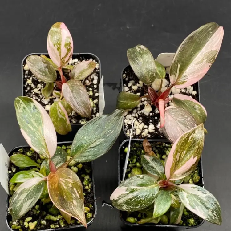 123D - GC - Philodendron ‘Pink Princess Galaxy’ Grown TC