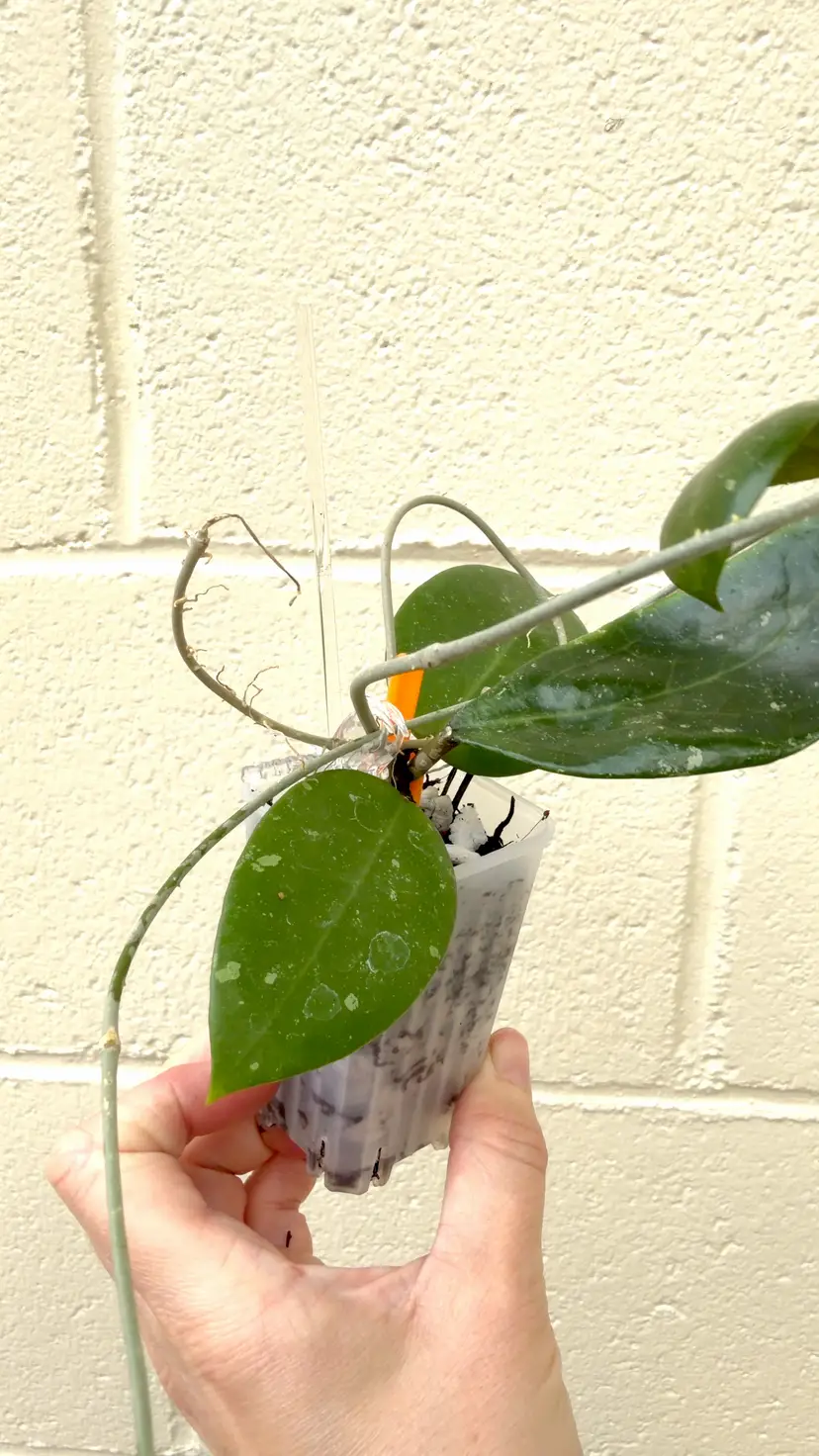 EPC 301 Black Leaves x Unk