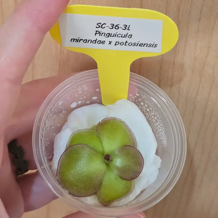 SC-36-3L Pinguicula mirandae x potosiensis clone 3L
