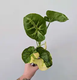 Variegated Mango Allusion Syngonium