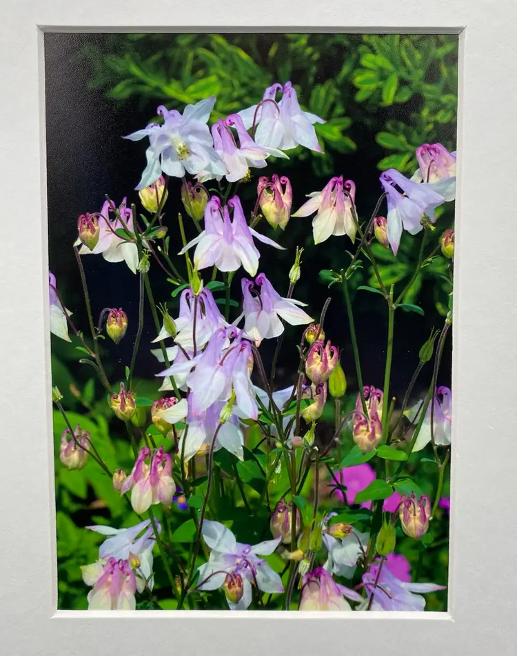 Original Photo Purple Columbine Flowers (Aquilegia), Signed & Matted, 8" x 10"