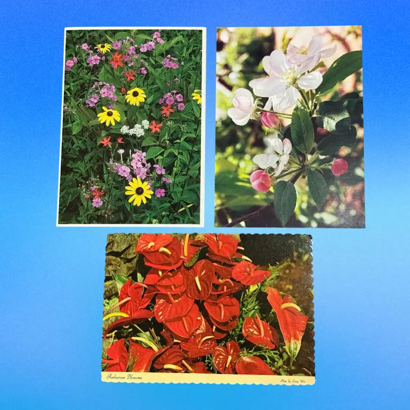 Lot/3 Pops of Color Vintage DB Floral Postcards