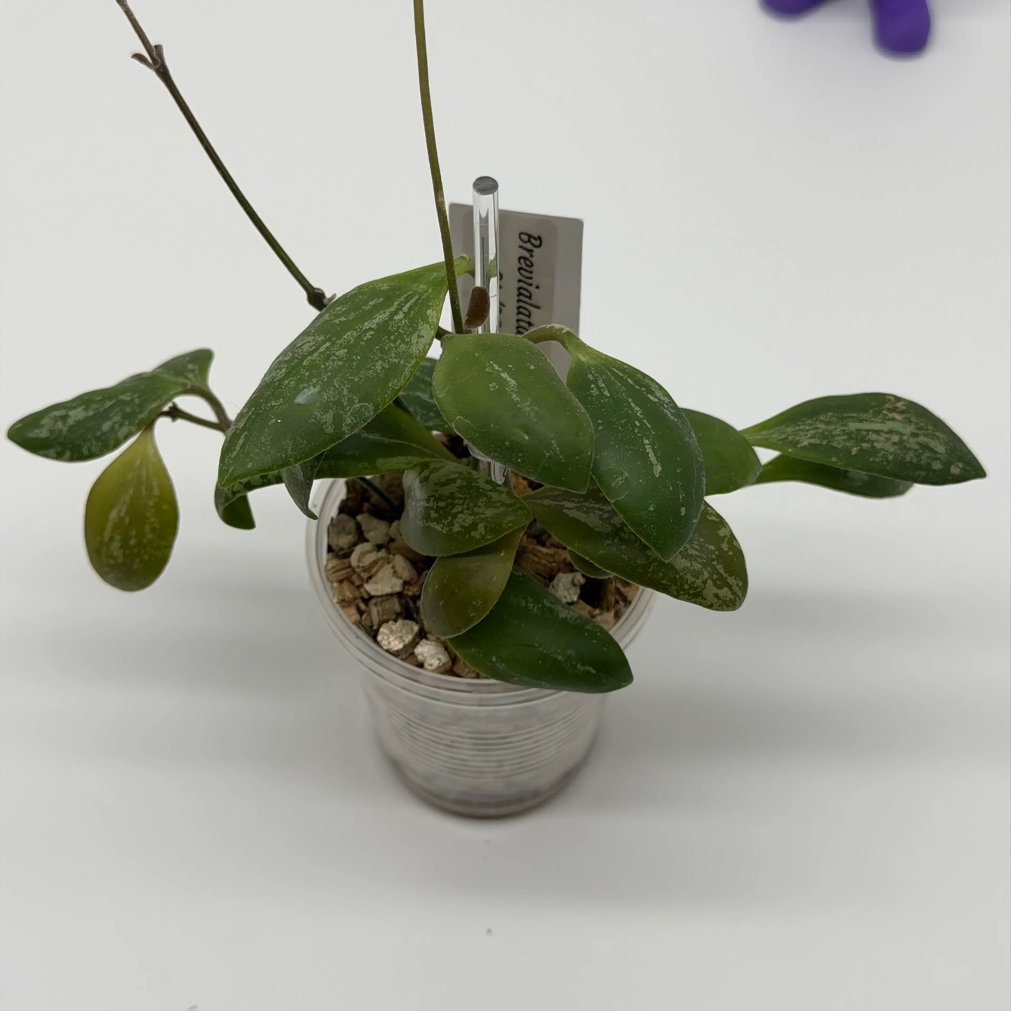 Image 2 of 4