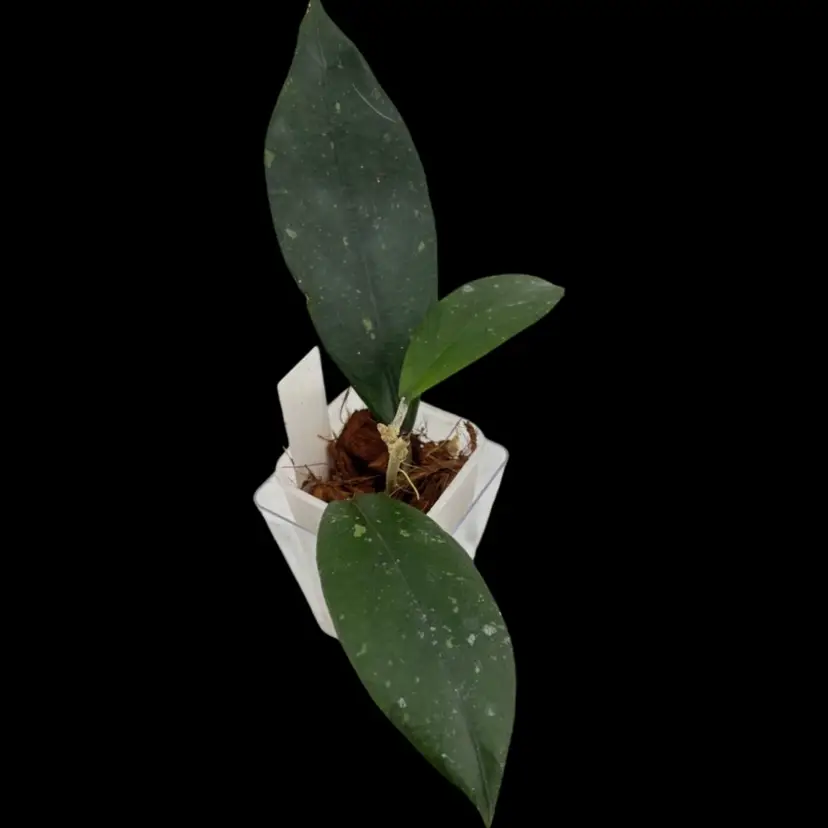 Hoya sp. Sumatra (wavy leaves) - lightly rooted