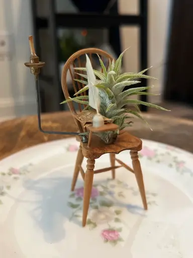 🌿 Teeny Tiny Air Plants & Vintage Things!