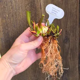Seed Grown Sarracenia