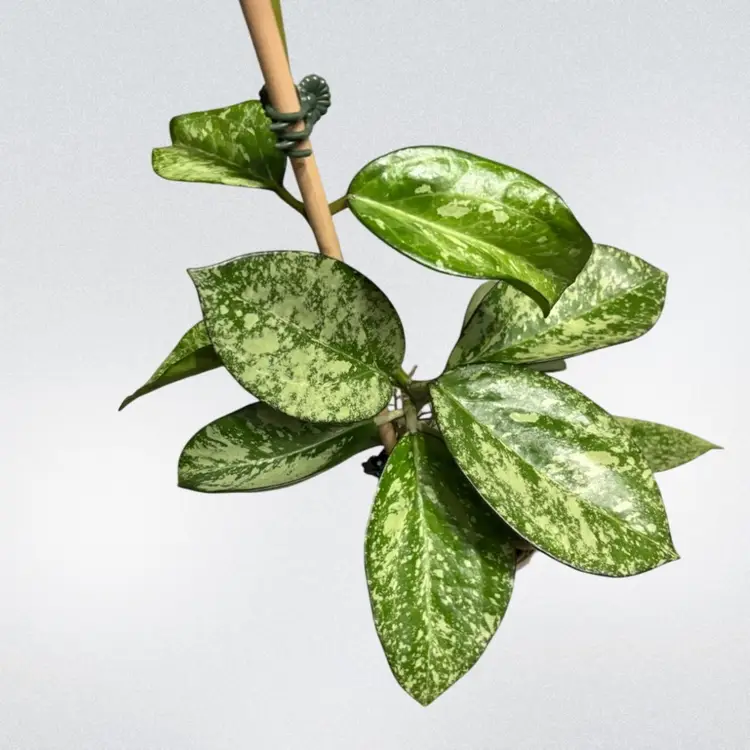 Hoya patcharawalai 023 (splash/silver)