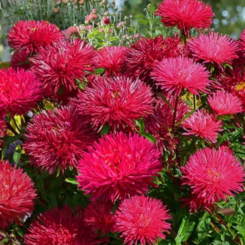 Gremlin Red Aster flower seeds