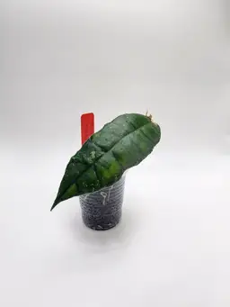 Hoya nong nooch