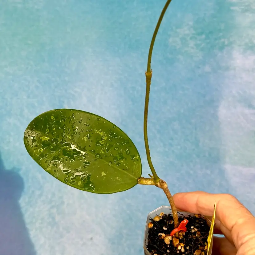 8 Hoya SR 2013-009