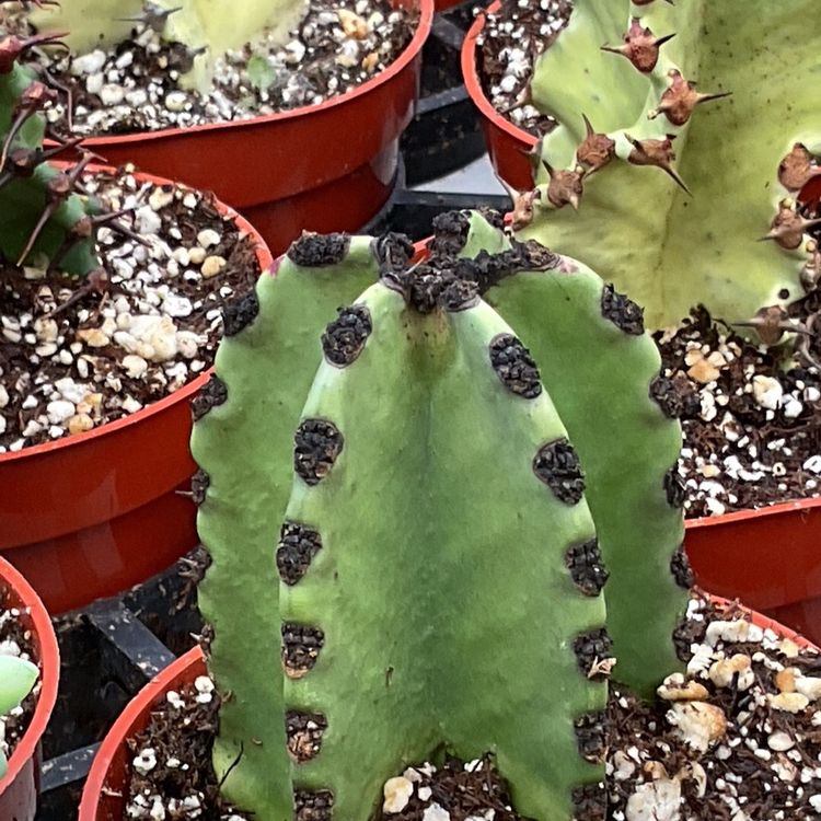 Burnt Crispy Euphoria Spines