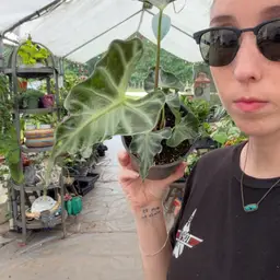 Alocasia