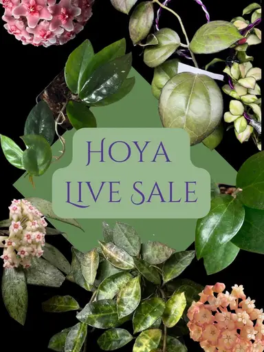 Friday Night Sale 
