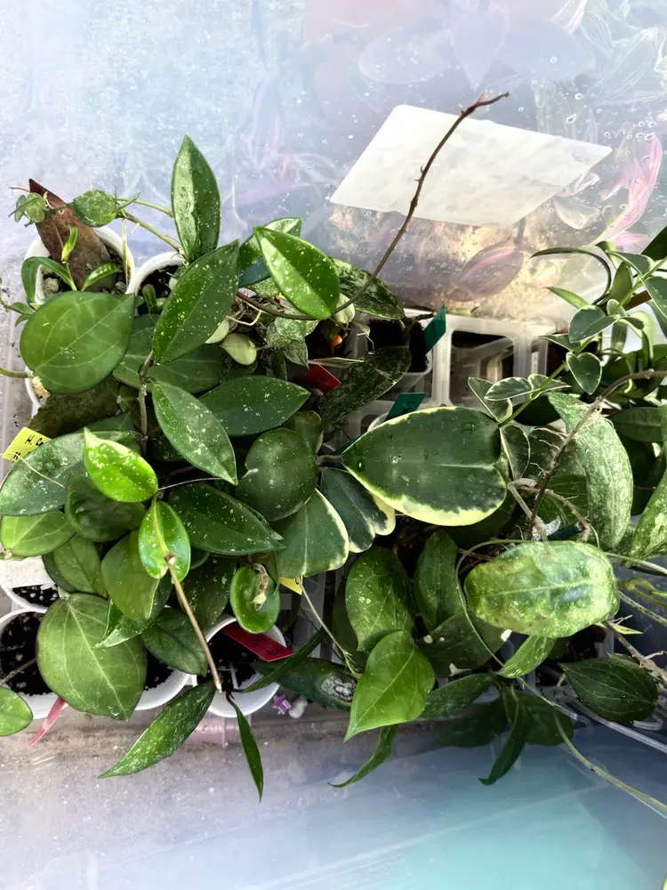 Fall Prop Box Liquidation Mystery Box