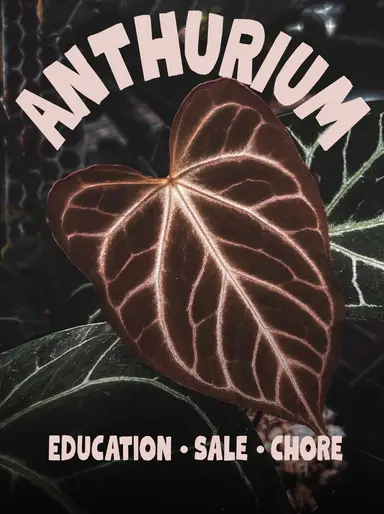 Come Hangout With Me And Hybrid Hobbyist For An Anthurium Day!