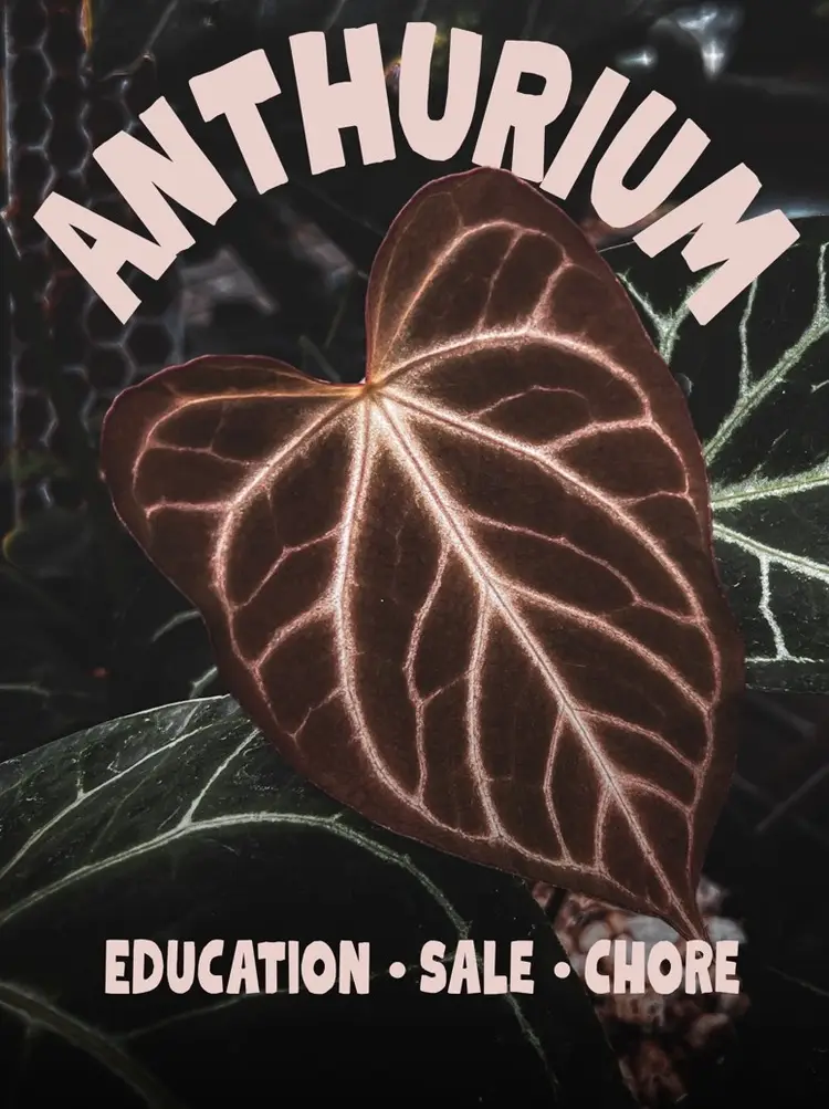 Come Hangout With Me And Hybrid Hobbyist For An Anthurium Day!