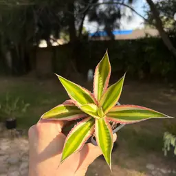 Agave Lophantha Quadricolor