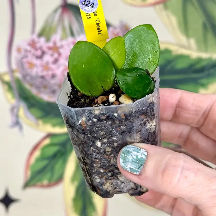 324 Hoya ‘Chouke’