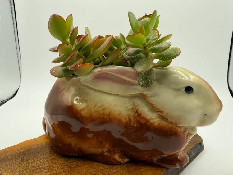 Brown Bunny Succulent Planter 6”