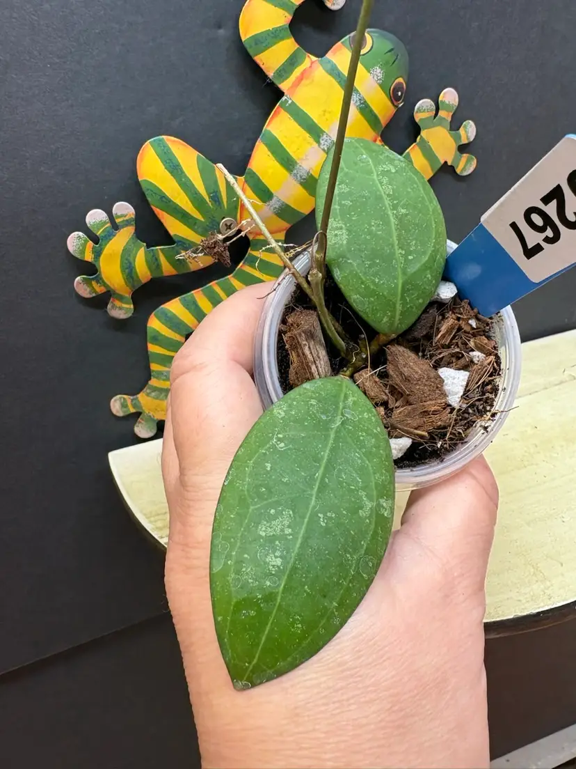 267 Hoya Erythrostemma Splash