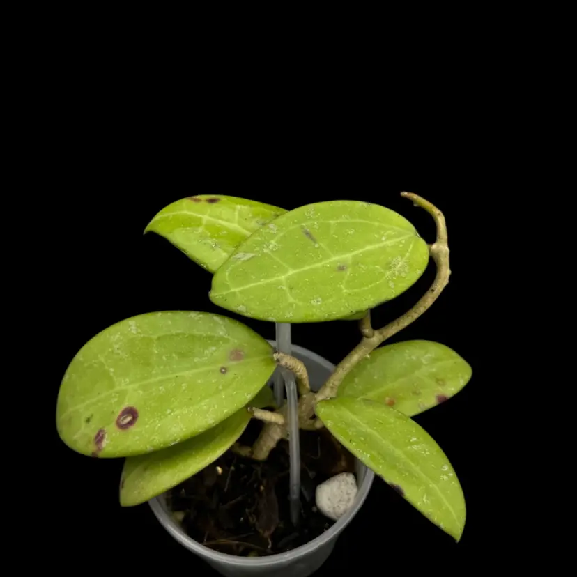 H. RHM2507 KZ-02 (AH âBlack Tigerâ x UNK)