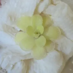 Pinguicula gigantea x cyclosecta