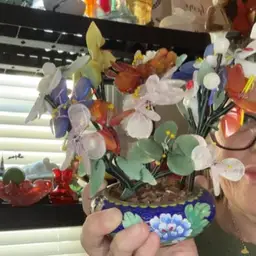 Cloudiness Jade Tree