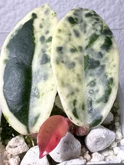 (RARE) Hoya Madara ‘Snow Angel’ Kunzo, Japan