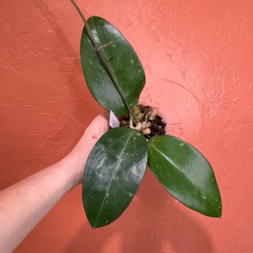 Hoya KSB01