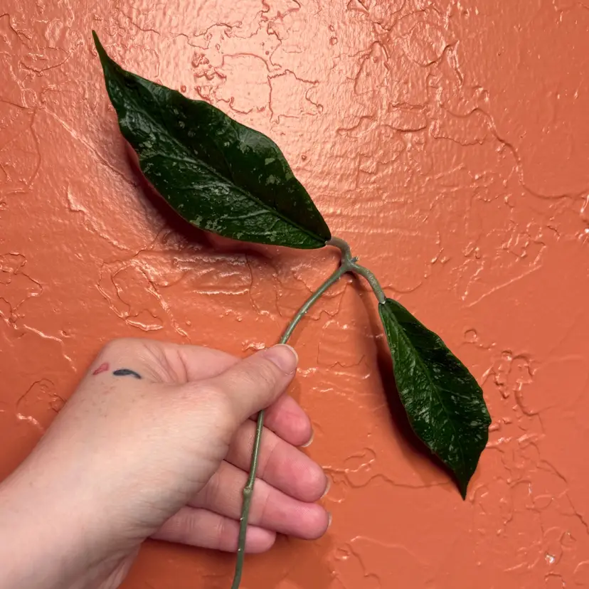 Hoya sp Blang Beke ‘Z3’ (CUTTING)