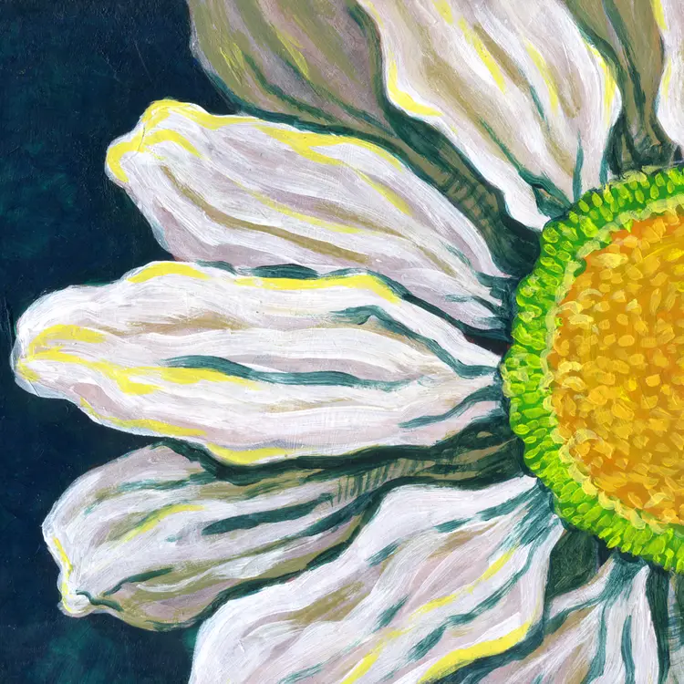 Art Prints – 'Leucanthemum vulgare'