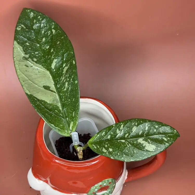 Sp Lau Chau (round leaf)