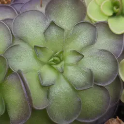 SEEDS Pinguicula cyclosecta (Mexican Ping)