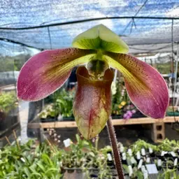 Paphiopedilum Apres Midi - 2” Pot