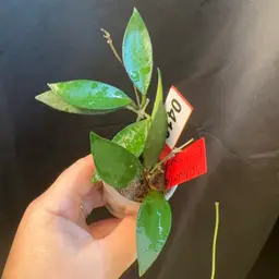 412 chicken massacre