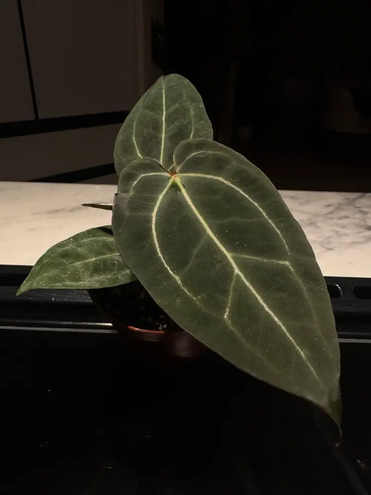 Tims Black x Griege/Red Crystal