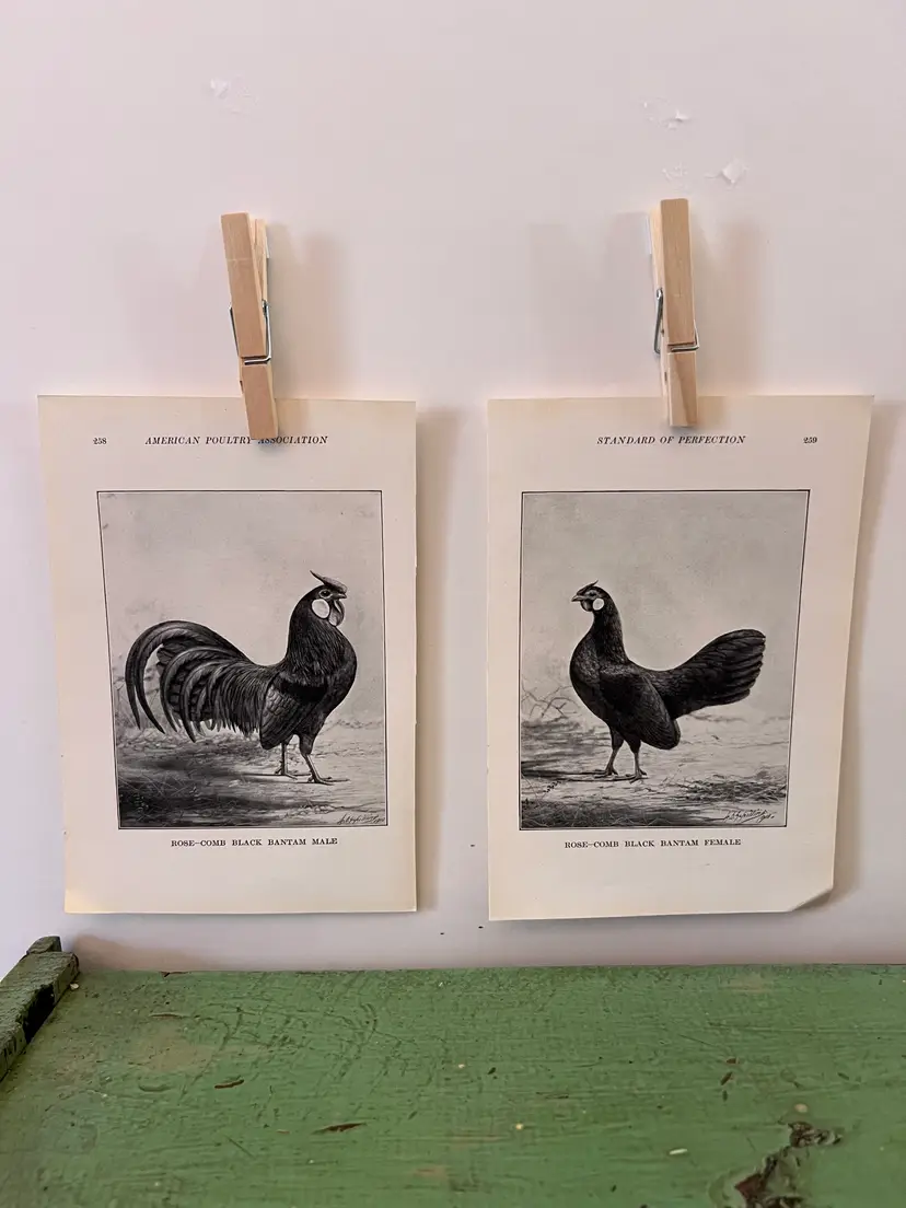Vintage CHICKEN PRINTS Rose Comb Black Bantam Rooster & Hen. c1912. Farm House Ephemera