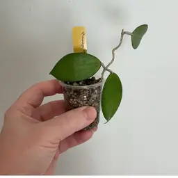 Hoya MB1208 (Yellow)