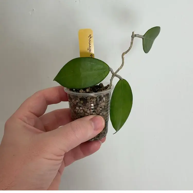 Hoya MB1208 (Yellow)