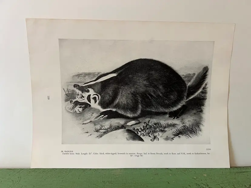 BADGER Vintage Audubon North America Print. 1951 12 x 8.5"