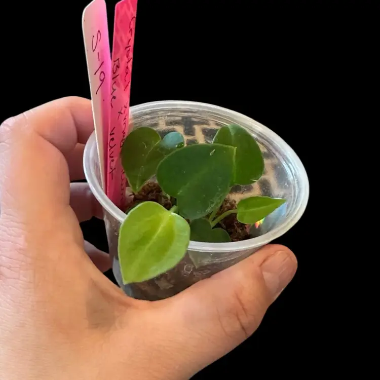 588 community pot Anthurium (Crystal x mag) x Blue Velvet